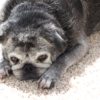 senior black pug