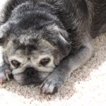 senior black pug