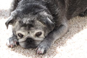 senior black pug