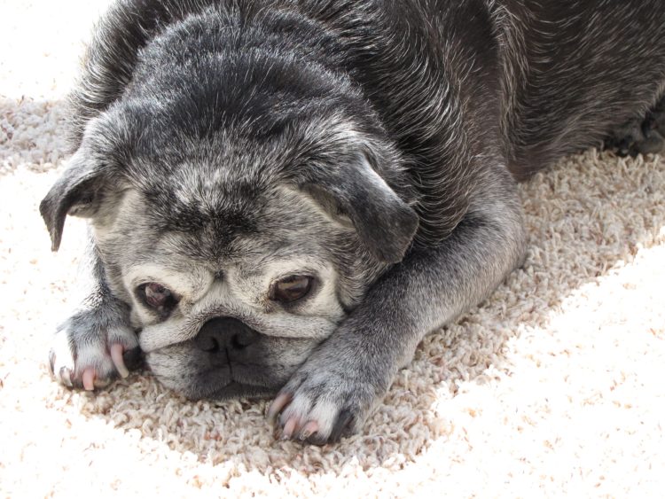 senior black pug