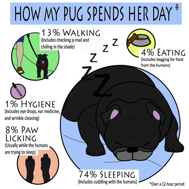 black pug graphic illustration