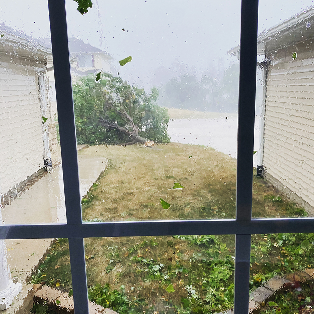 Linden tree blown over by a derecho in Cedar Rapids, Iowa