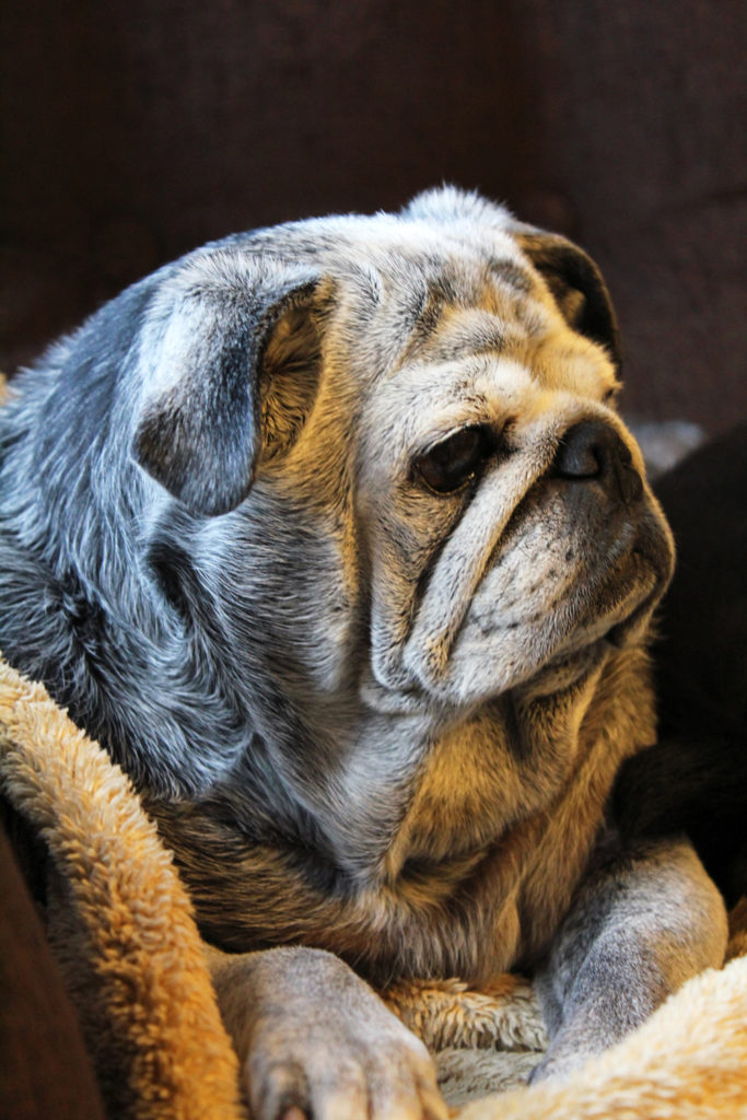 Old Black Pug