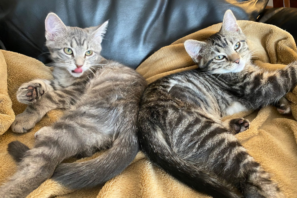 the kittens