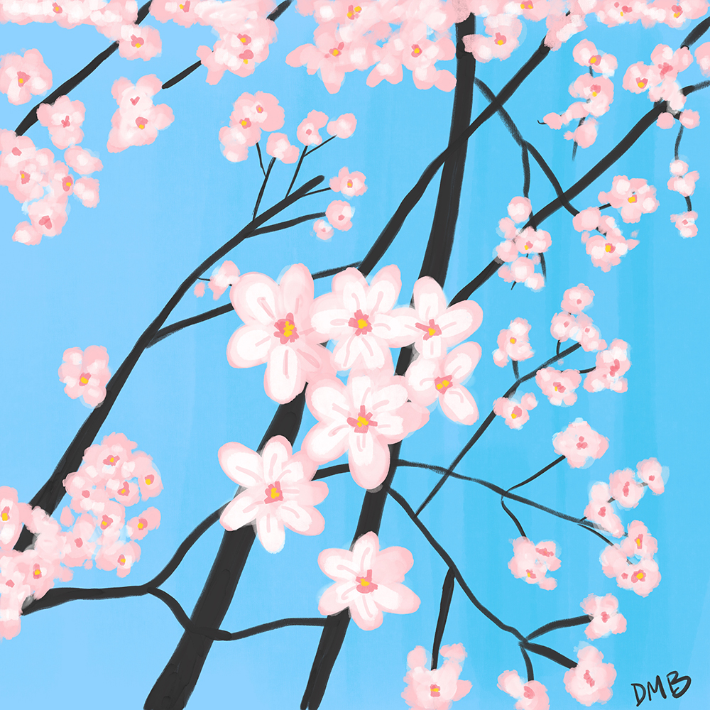 Cherry Blossoms Art